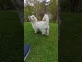 Dolly is now getting pretty good at fetch #puppy #doglife #maltipoo #insta360x4