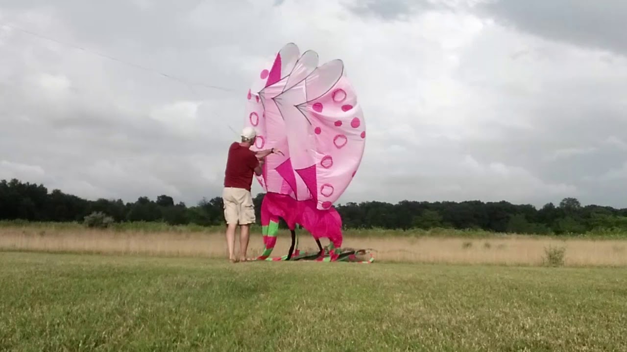 Brief Trilobite and Jellyfish Kite Fly
