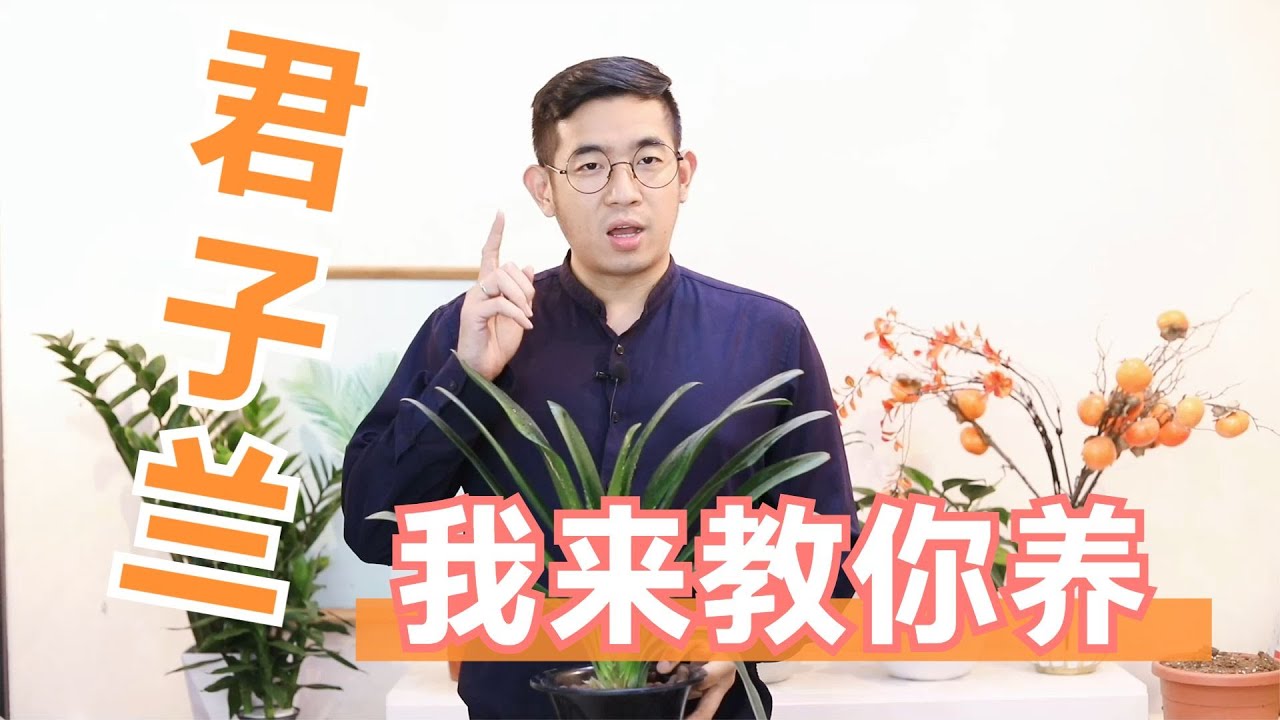 君子兰怎么养？园艺师教你，君子兰的详细养护技巧