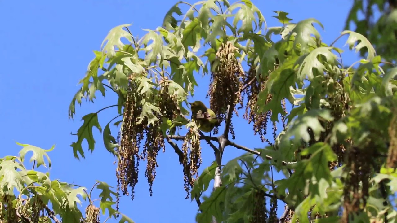 Prairie Warbler singing 