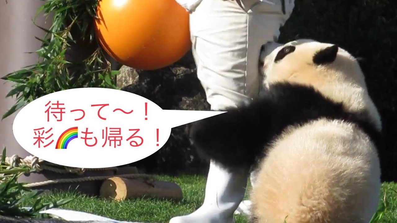 【お外のこパンダ彩浜🌈飼育員さんが登場するも🌸🍑🎀から受け継いだ？帰りたいアピール】Panda cub Saihin loves her keeper dearly.💓
