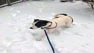 Dog checks out a Large Amount of Snow!