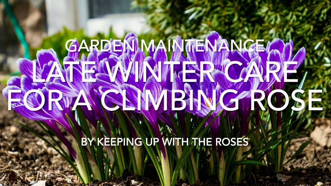 Late Winter Care for Climbing Rose - YouTube