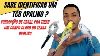 Como identificar um periquito Corpo Claro do Texas opalino + dicas de formação de casal