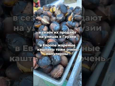 Вкусные каштаны на улицах Тбилиси. Можно ли вырастить их в своем саду?