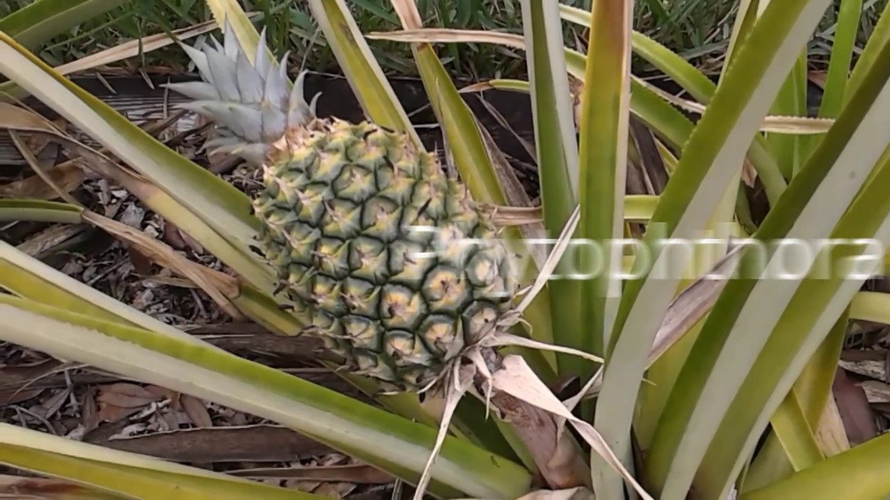 Happy Pineapple Farming Season 3 OH NO Phytophthora! YouTube