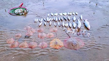 Bao đăng bắt cá khi triều xuống - Phần 8 - Bắt được cá đuối, cá chét, cá măng, cá bè lão...