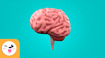 ¿Qué le ocurre al cerebro a los 7 años?