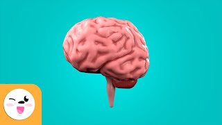 muñeca Aeródromo embrague El cerebro para niños - ¿Qué es y cómo funciona? - YouTube