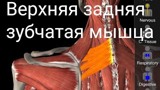 Верхняя задняя зубчатая мышца. Serratus Posterior Superior. Анатомия.