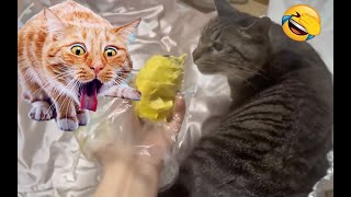 BEST funny videos of ANIMALS - FUNNIEST moment of DOGS and CATS 2024 | PETS MUNDI - #41