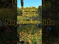 Nobody Talks About This Perfect Escape in Naples Florida #shorts #butterfly #florida