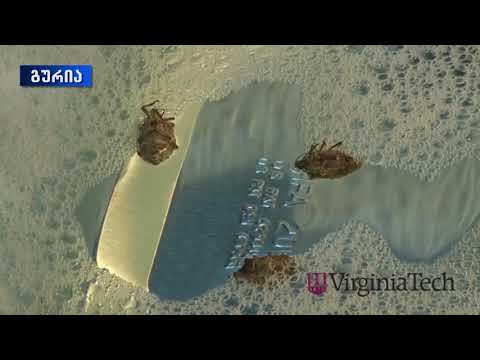 რა მეთოდებით ებრძვიან აზიურ ფაროსანას სოფელ შრომაში