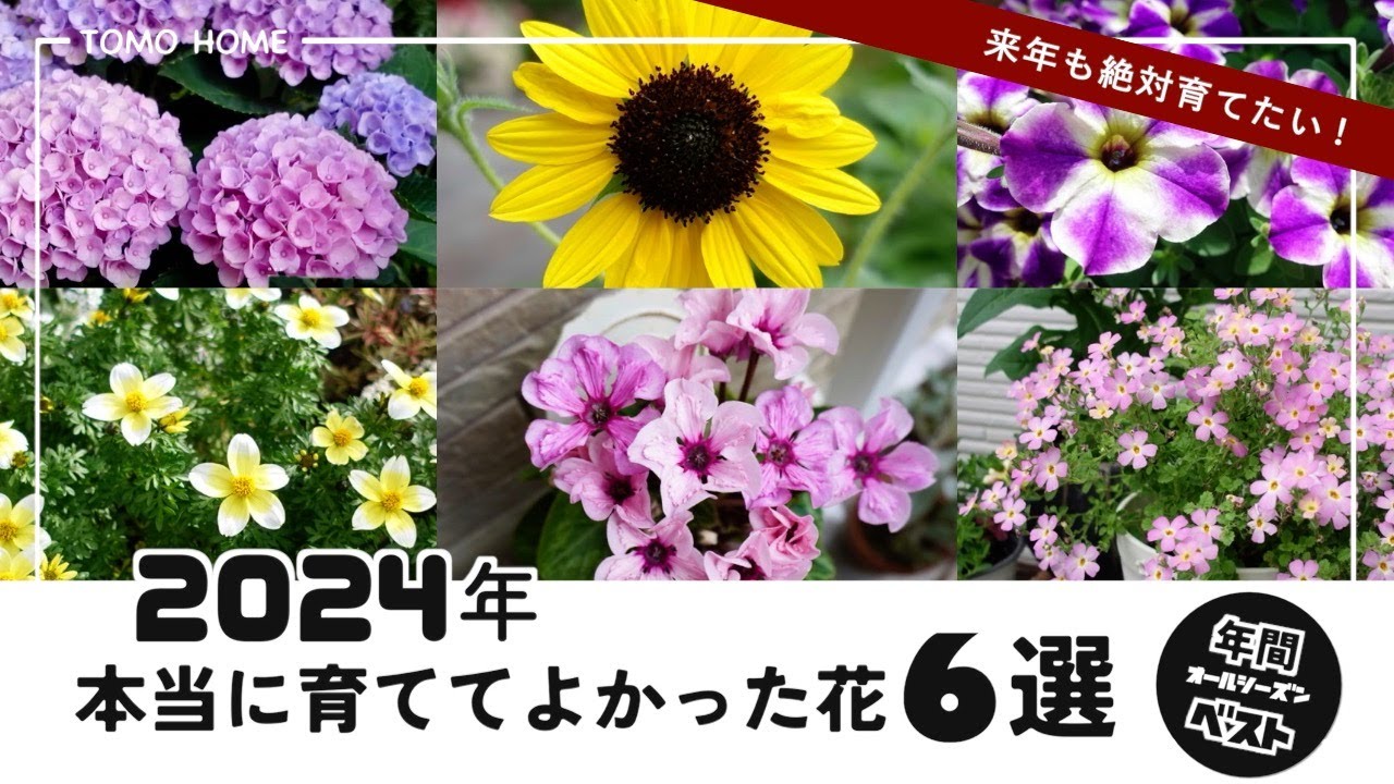 年間ベスト】2024年 本当に育ててよかった花6選【宿根草/紫陽花
