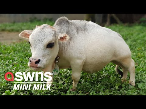 A farm in Bangladesh believe they have bred the world's smallest COW - that is just 51cm tall | SWNS