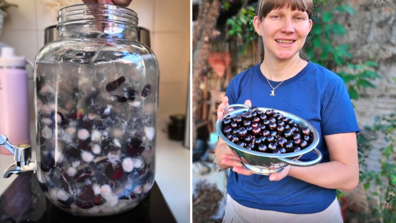 Ферментированный напиток джаботикаба: пробиотик для кишечника и иммунитета