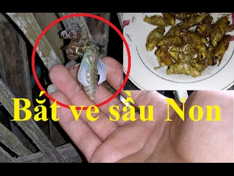 Video VHV - Bắt và làm món ve sầu non - ăn ngon tuyệt - youtube