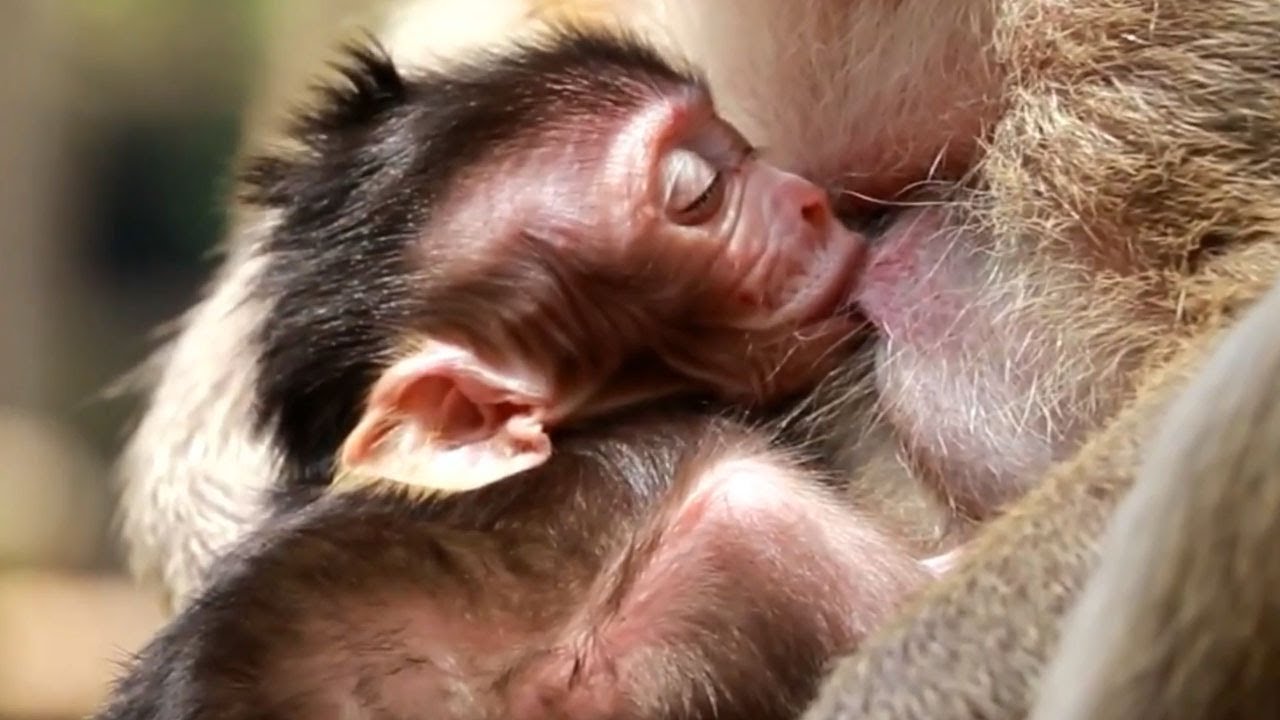 Warmly adorable baby monkey Polly trying to get mom milk