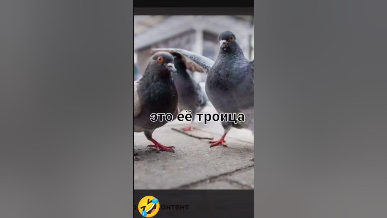 Полина (видео из пинтераста) - YouTube