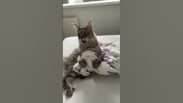 funny videos of cats and dogs #cat #dog #funny #shorts #viralshorts