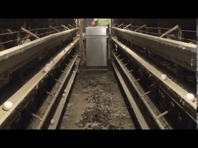 Easy Way To Clean Layer Houses @FARMSHOWMagazine