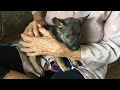 Pets Rescue | Life Of A Small Dog Diseases  With A Lonely Old Lady In An Abandoned House