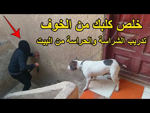 فيديو: تدريب المواطن: اعتماد كلبك كمواطن صالح