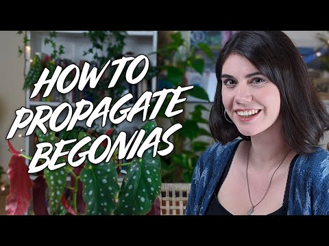 Videó: Begonia növény metszése: hogyan és mikor kell metszeni egy begónia növényt