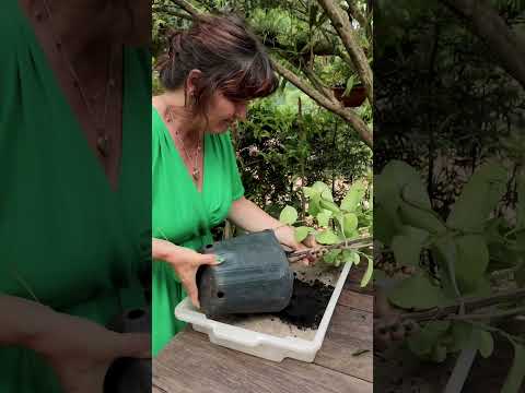 Vídeo: Iniciando uma planta de jasmim - quando e como propagar plantas de jasmim