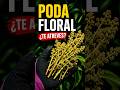 No todas las flores se dejan. 🥭