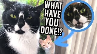 The Neighbor Cat - (From TikTok)