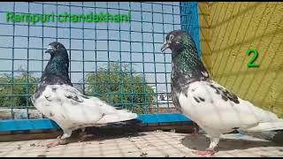 PURE RAMPURI CHANDKHANI PIGEON BREED