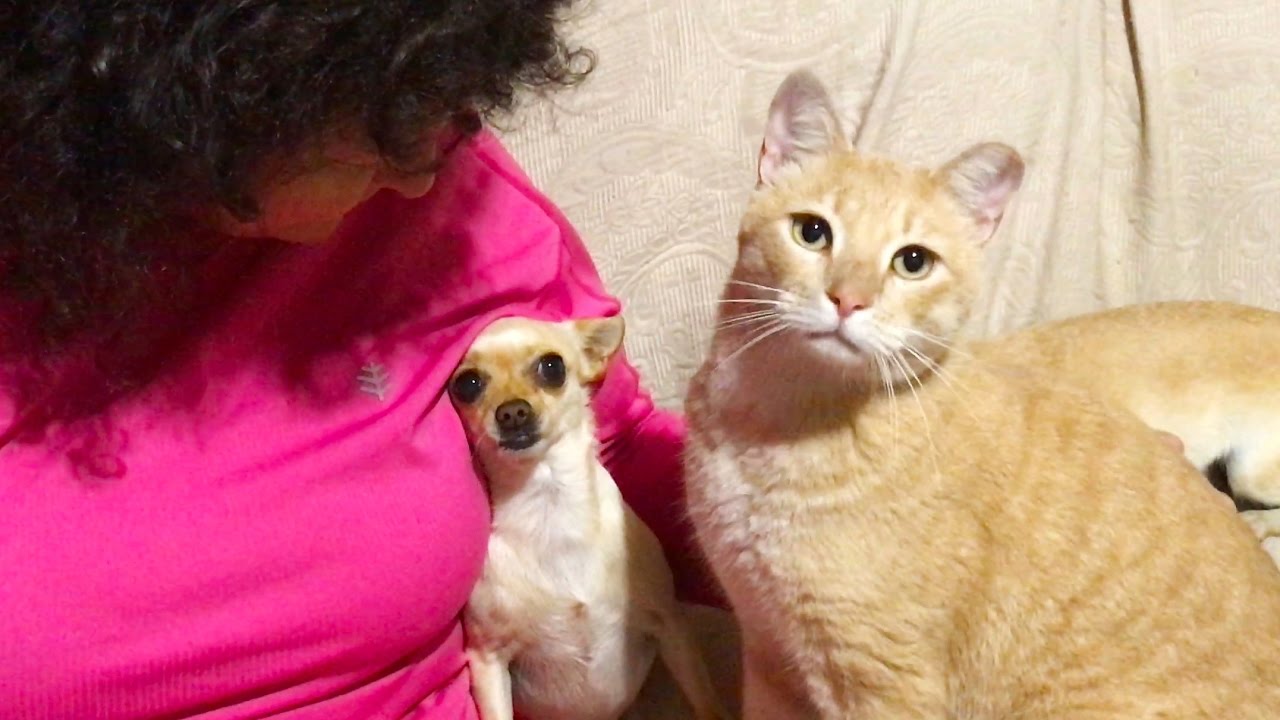 dog jealous of cat