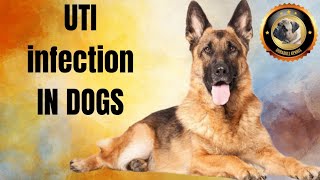 UTI infection in dogs। पेशाब मे जलन। blood in urine  । होमियोपैथी और ऐलोपैथिक medicine। by Durabull kennel 42 views 2 days ago 6 minutes, 24 seconds