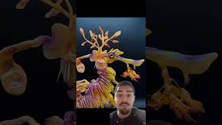 Esse dragão realmente existe. 🐉