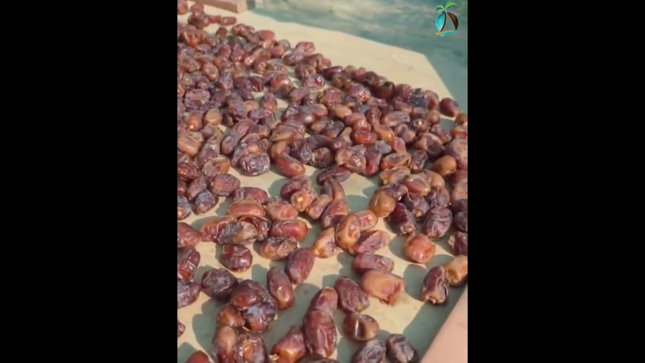 في #القطيف .. موسم #النخيل مضروب بالعنكبوت 