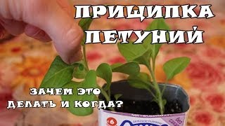 Как правильно прищипывать петунию(http://ogorodko.ru Прищипка петуний: Данное видео о том, как правильно прищипнуть петунию. Нужно ли прищипывать..., 2014-04-22T12:29:38.000Z)