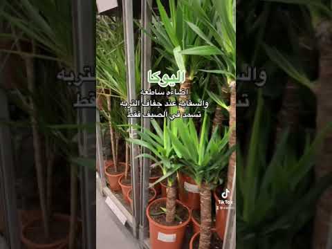 اليوكا شجيره داخليه تتحمل الجفاف
