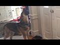 German shepherd howl