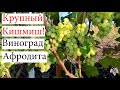 Крупный Кишмиш! Виноград Афродита