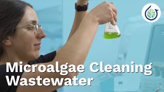 When Tiny Creatures Solve Big Problems: Wastewater Treatment With Microalgae