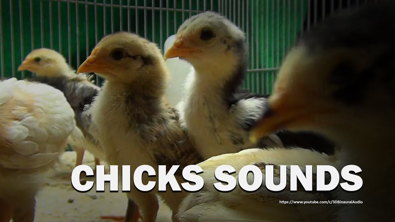 The Noisy Sound of Chicks Chirping for Five Hour YouTube