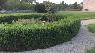 Mango Moving Through Obstructions - Chateux De La Barre, Menigoute, France