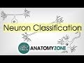 Neuroanatomy Basics: Exploring Types of Neurons and Their Functions