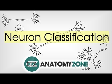 संरचना द्वारा न्यूरॉन्स के प्रकार - न्यूरोएनाटॉमी मूल बातें - एनाटॉमी ट्यूटोरियल