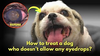 How to treat a dog who doesn't allow any eye drops? - Episode 22