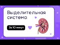 Выделительная система за 10 минут | Биология ЕГЭ 2024