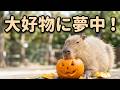 【LIVE】ジャックオーランタンタイム〜🎃