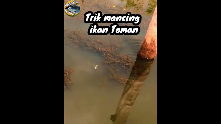 Ini cara mancing ikan toman #fishing #shorts  #hook #toman
