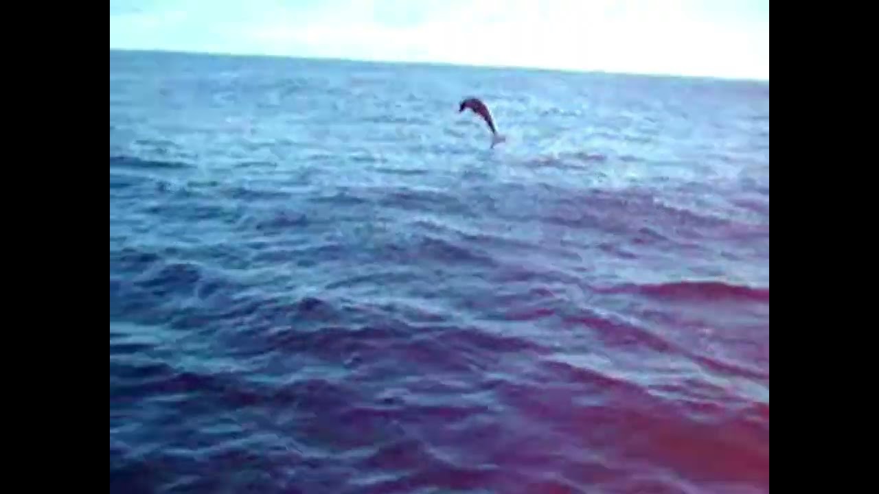 Sailing with Dolphins
